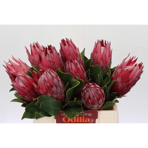 Protea Cynaroides Madiba