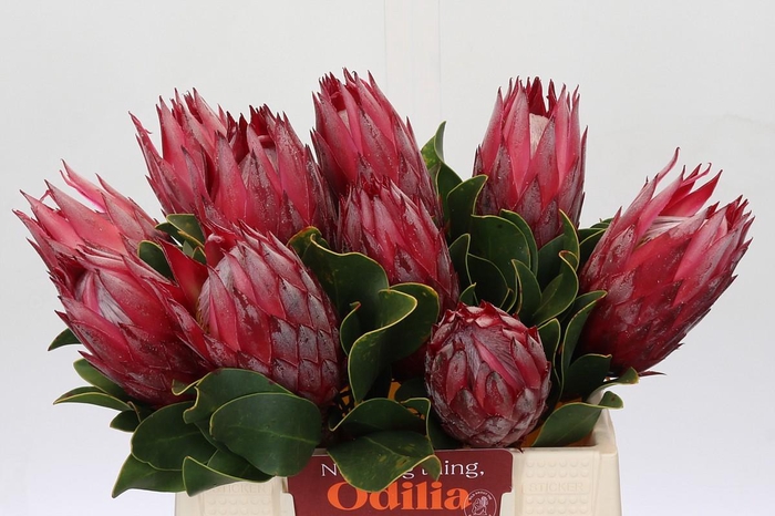 Protea Cynaroides Madiba