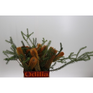 Banksia Ericifolia