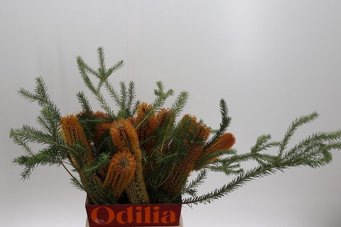 Banksia Ericifolia