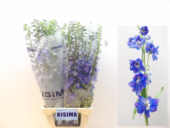 <h4>DELPH DU GUARD BLUE</h4>