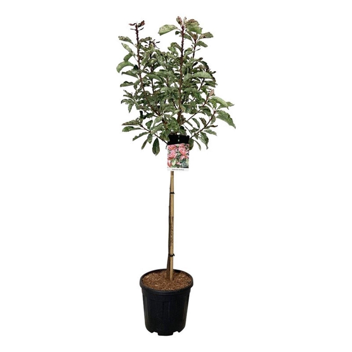 <h4>Photinia serr. 'Pink Crispy' ®</h4>
