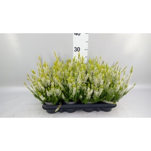 Calluna vulg. 'Beauty L Agneta'
