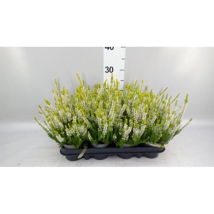 <h4>Calluna vulg. 'Beauty L Agneta'</h4>
