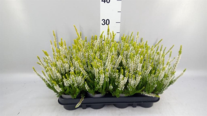 Calluna vulg. 'Beauty L Agneta'