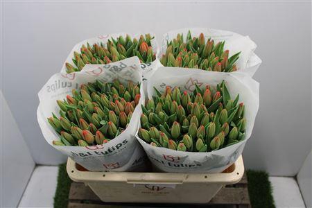 <h4>Tu En Palazzo</h4>