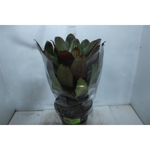 BROMELIA IMPERIAL P27 VERDE/VERMELHO