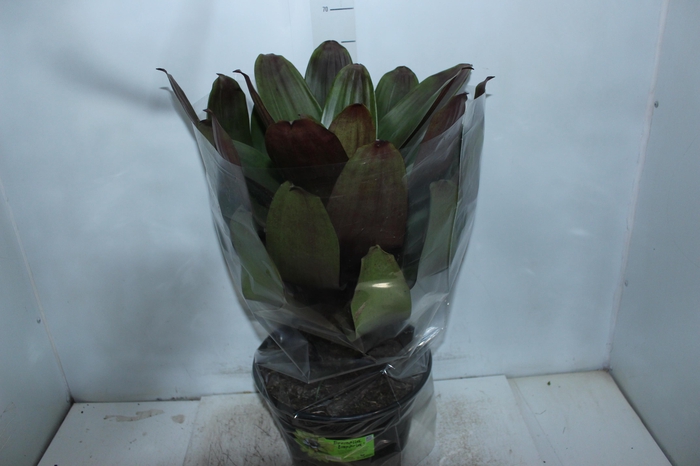 <h4>BROMELIA IMPERIAL P27 VERDE/VERMELHO</h4>