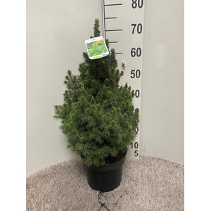 PICEA GL DECEMBER