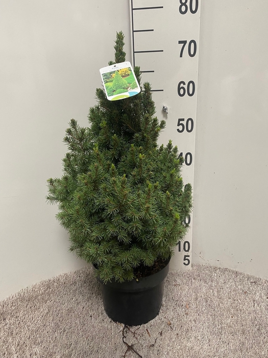 <h4>PICEA GL DECEMBER</h4>