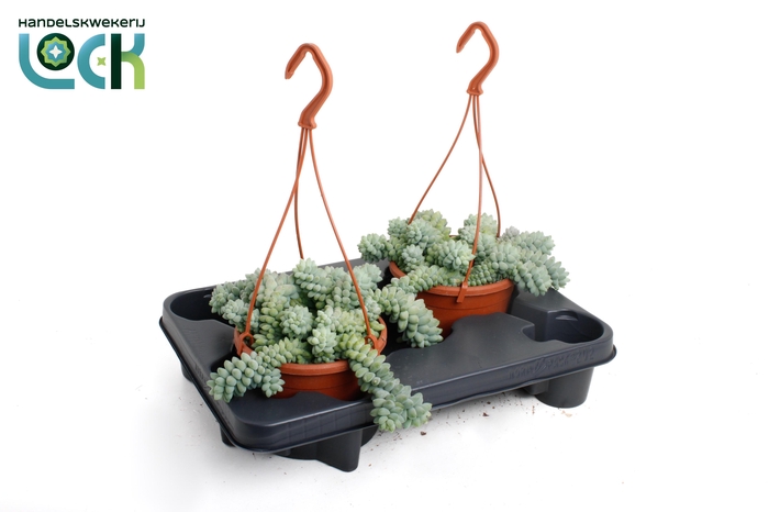 <h4>SEDUM BURRITO</h4>