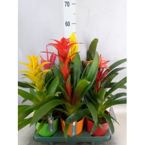 Bromelia   ...mix