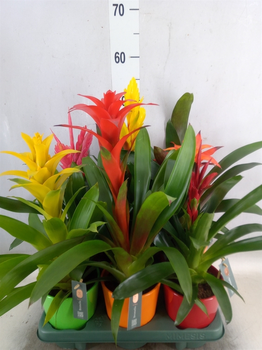 <h4>Bromelia   ...mix</h4>