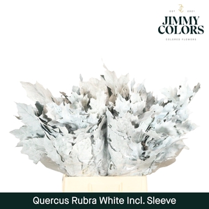 Quercus Rubra Sleeve L60 Wit