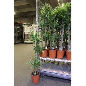 arr8 Dra De Lemon Lime