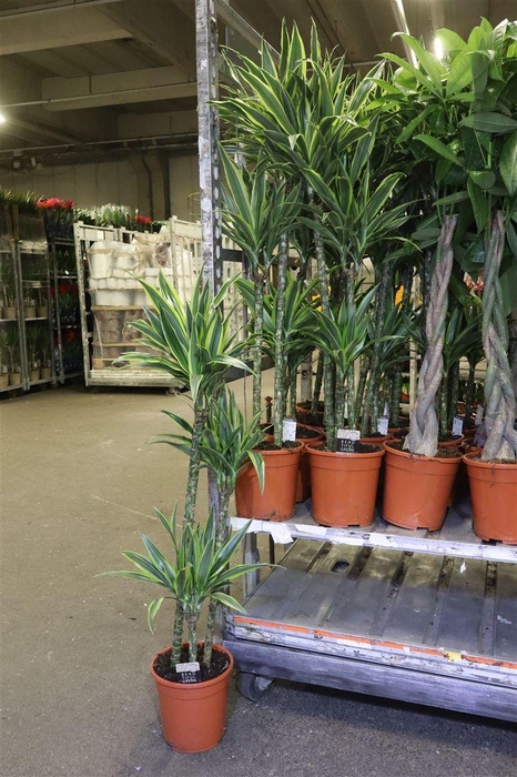 <h4>arr8 Dra De Lemon Lime</h4>