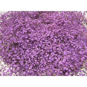 Gips Mill St Purple