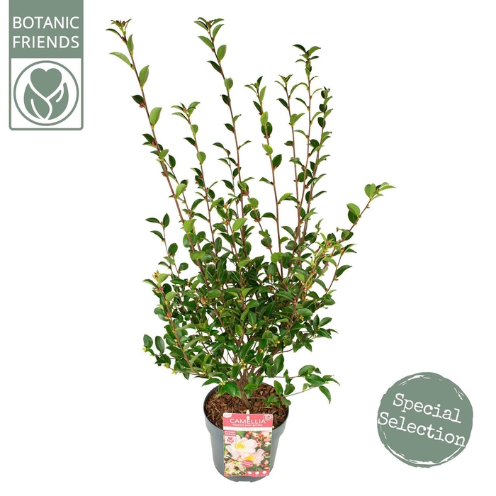<h4>Camellia japonica</h4>