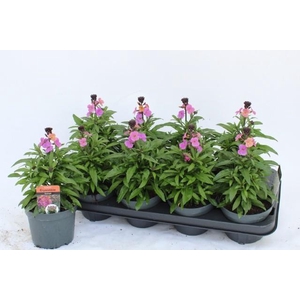 ERYS LEY PURPLE GLOW