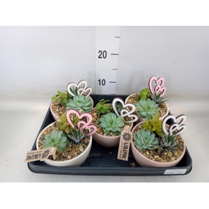 Arr.  Succulents L%