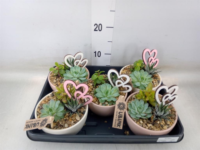 <h4>Arr.  Succulents L%</h4>