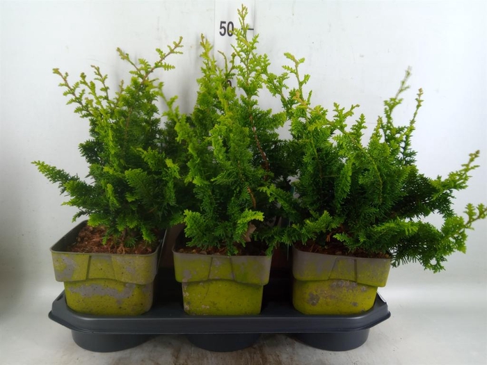 Chamaecyparis obt.