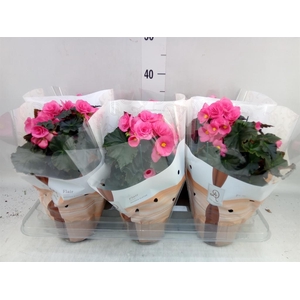 Begonia elat. HL 'Adonia Pink'