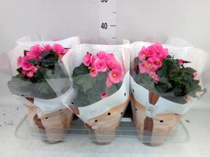 <h4>Begonia elat. HL 'Adonia Pink'</h4>