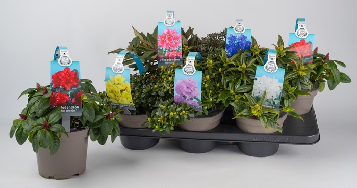 Rhod Gem In Draagpot