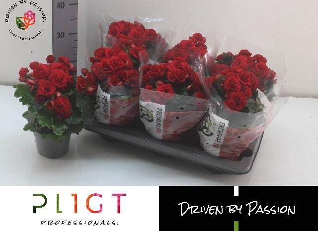 <h4>BEG DU BALADIN</h4>