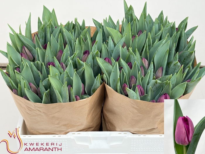 <h4>TU EN BULLIT</h4>