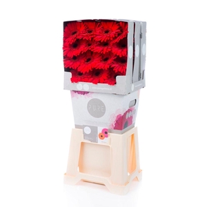 Gerbera Blinddate Diamond