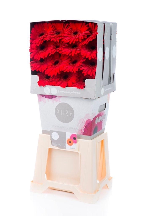 <h4>Gerbera Blinddate Diamond</h4>