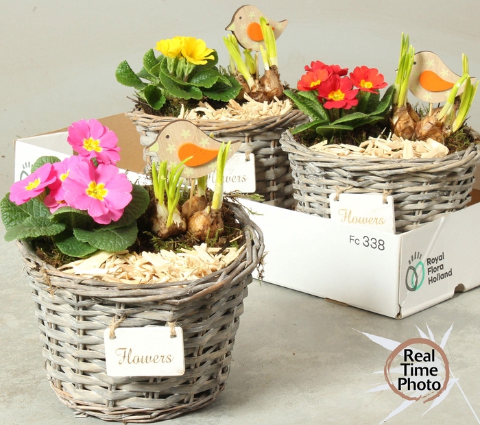 <h4>ARR TUINPLANTEN</h4>