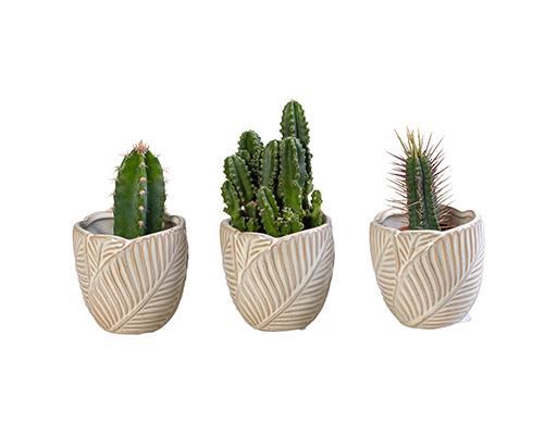 <h4>CACTACEAE p6 L 65952</h4>