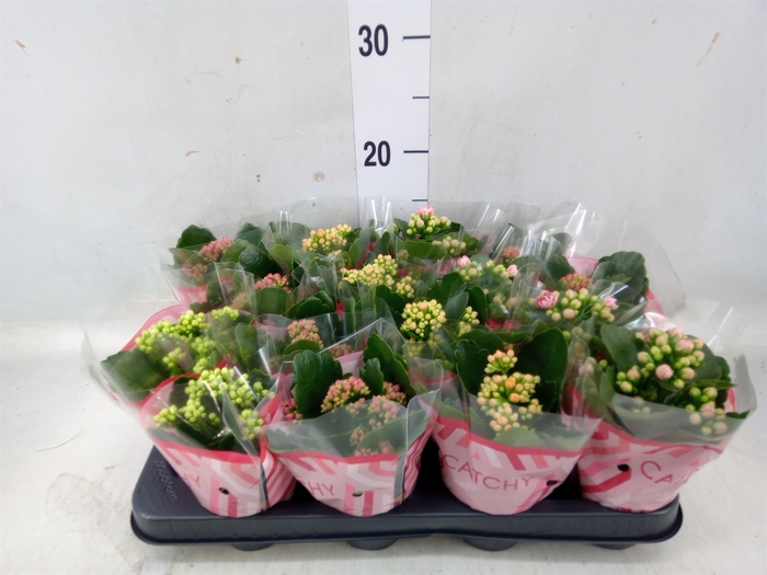 <h4>Kalanchoe blos.   ..rosebud mix  5</h4>