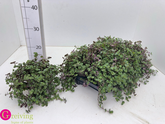 <h4>CALLISIA TURTLE</h4>