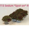 Sedum Spu Spot D Ros