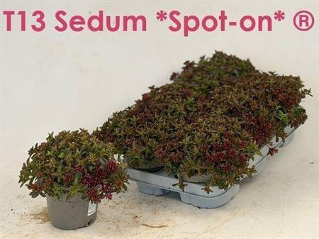 Sedum Spu Spot D Ros