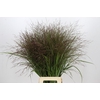 Panicum Warrior