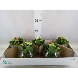 Arr.   Planten L%