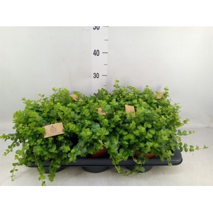 Peperomia rotundifolia