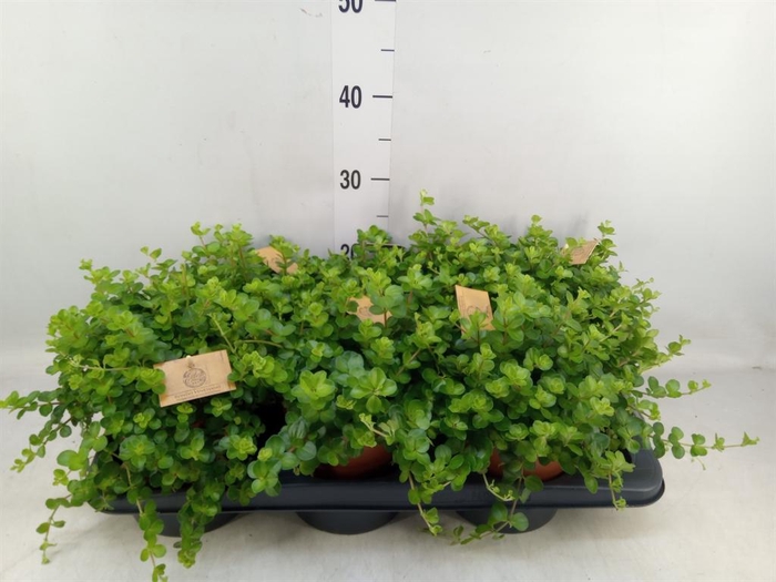 <h4>Peperomia rotundifolia</h4>