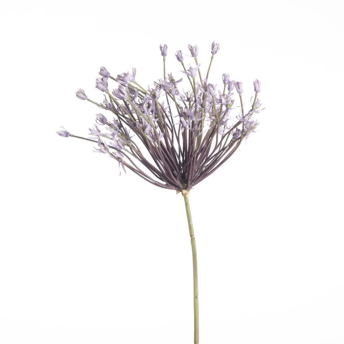 <h4>AF Allium Schubert L120 Laven</h4>
