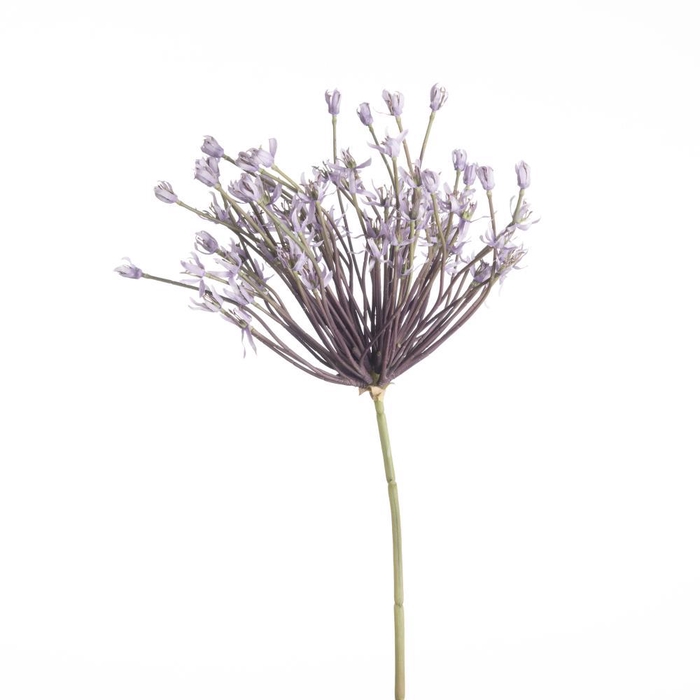 <h4>AF Allium Schubert L120 Laven</h4>