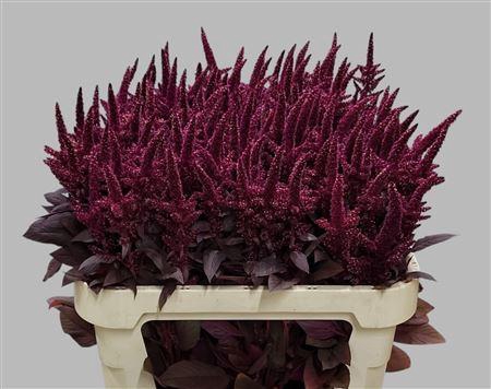 <h4>Antirrhinum Cr Velvet</h4>