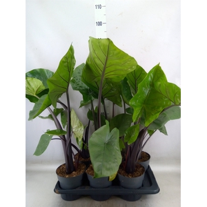 Alocasia  'Black Cobra'