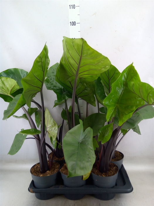 <h4>Alocasia  'Black Cobra'</h4>