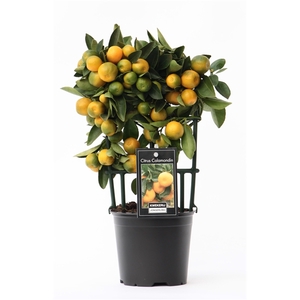 Citrus Calamondin op rek