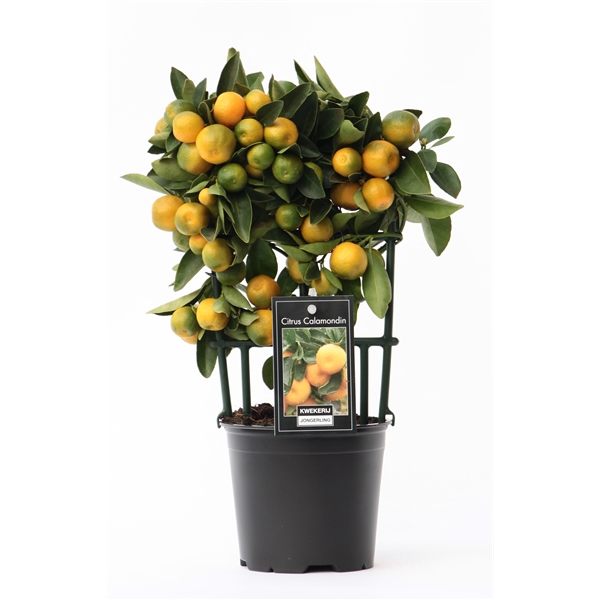 <h4>Citrus Calamondin op rek</h4>